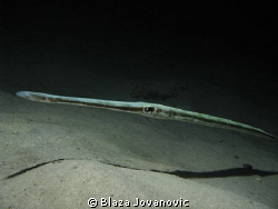 Very hydrodynamic – a cornetfish in the night; Canon 720i... by Blaza Jovanovic 
